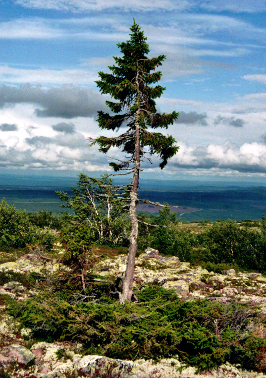 Old Tjikko (©Karl Brodowsky 2011 https://commons.wikimedia.org/wiki/File:Old-Tjikko-2011-07-19-001.jpg)